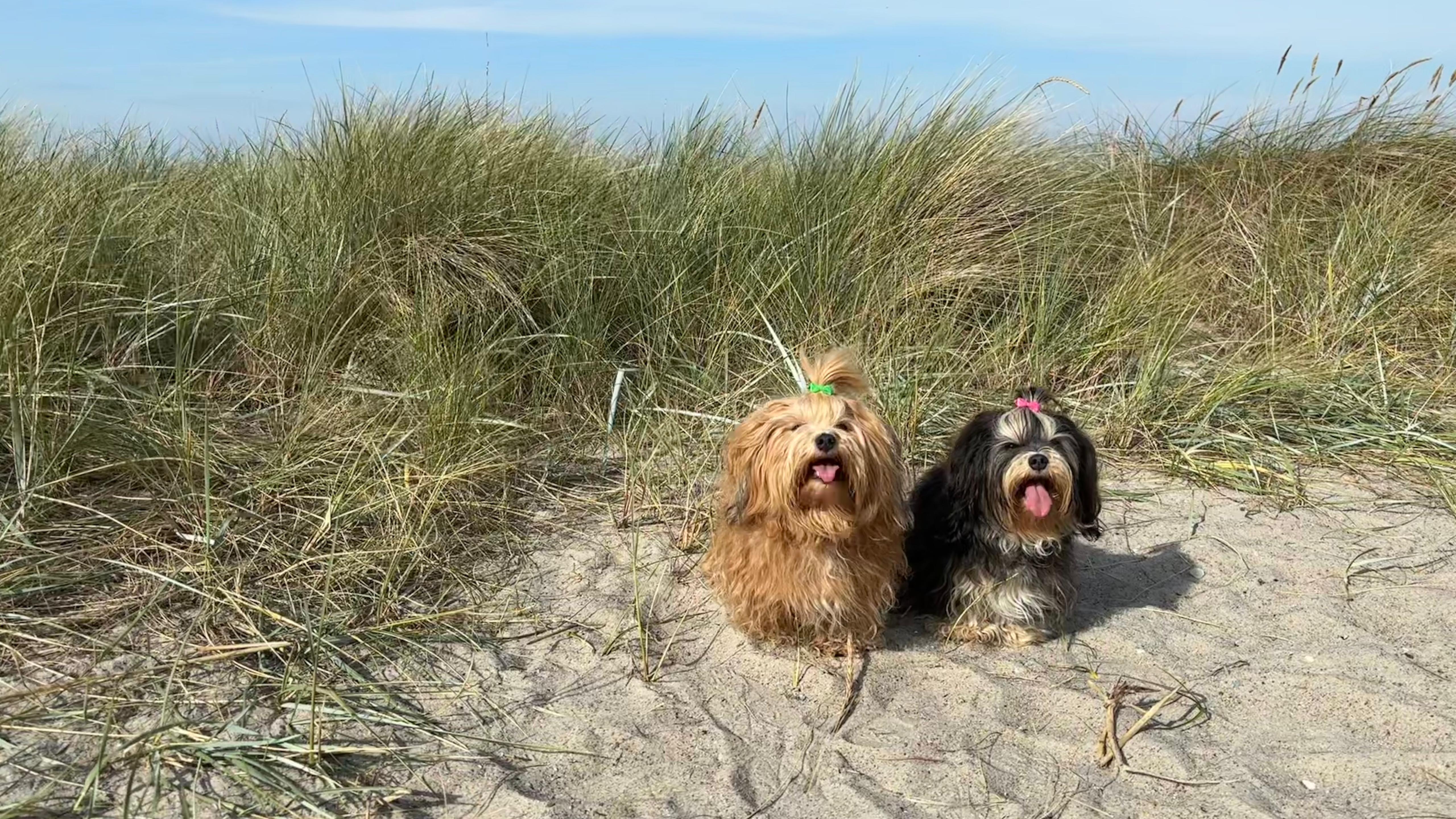 Hope und Happy am Strand von Heiligenhafen